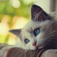 Người dùng Phạm Quỳnh Anh